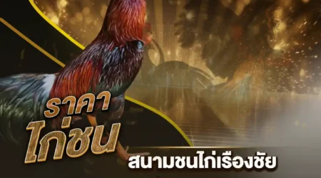 ราคาไก่ชน 17 พฤศจิกายน 2567