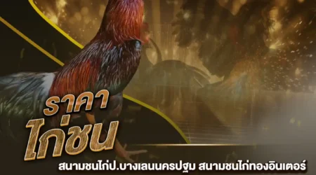 ราคาไก่ชน 23 พฤศจิกายน 2567