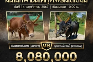 ย้อนหลังวัวชน ลังสาดตะวันฉาย VS ดุกด้างหนึ่งในรักบี้ 14 พฤศจิกายน 2567