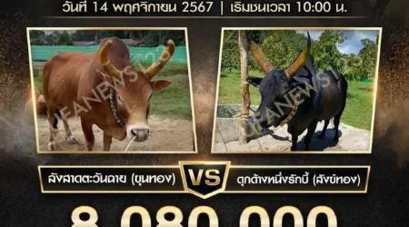 ย้อนหลังวัวชน ลังสาดตะวันฉาย VS ดุกด้างหนึ่งในรักบี้ 14 พฤศจิกายน 2567