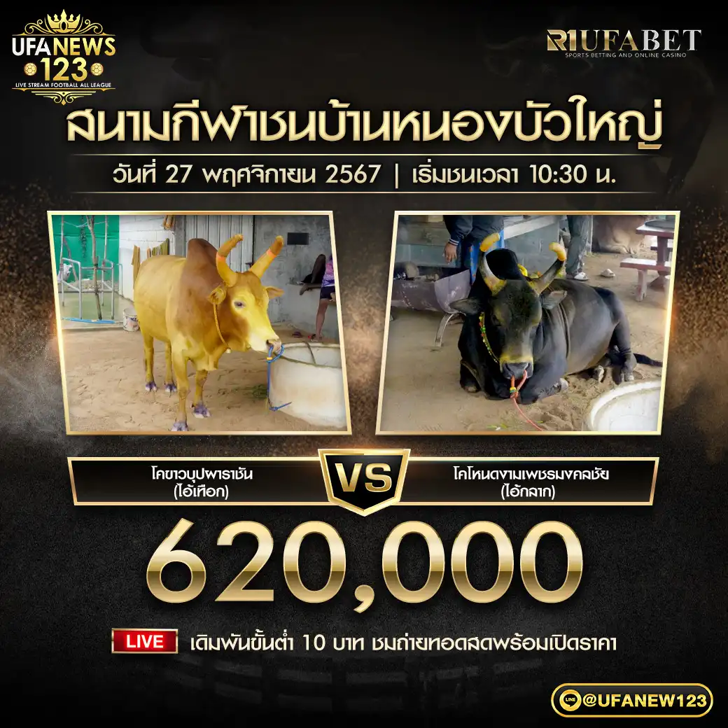 โคขาวบุปผาราชัน VS โคโหนดงามเพชรมงคลชัย ชิงรางวัล 620,000 บาท