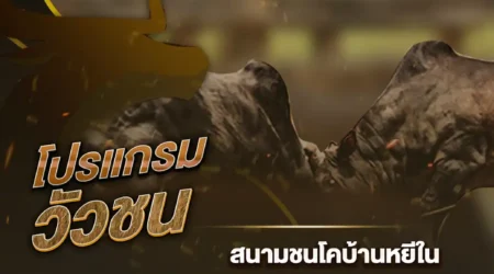 โปรแกรมวัวชน 02 พฤศจิกายน 2567