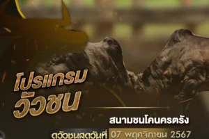 โปรแกรมวัวชน 07 พฤศจิกายน 2567