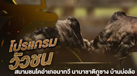 โปรแกรมวัวชน 10 พฤศจิกายน 2567