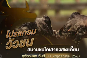 โปรแกรมวัวชน 11 พฤศจิกายน 2567