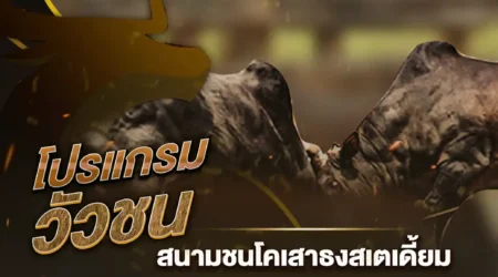 โปรแกรมวัวชน 11 พฤศจิกายน 2567