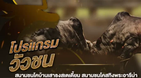 โปรแกรมวัวชน 12 พฤศจิกายน 2567