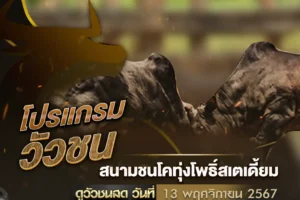 โปรแกรมวัวชน 13 พฤศจิกายน 2567