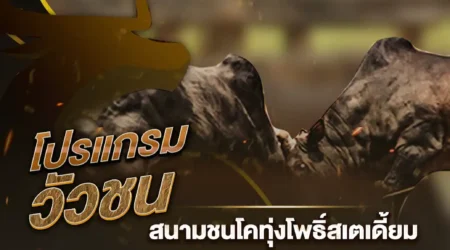 โปรแกรมวัวชน 13 พฤศจิกายน 2567