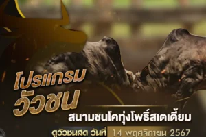 โปรแกรมวัวชน 14 พฤศจิกายน 2567