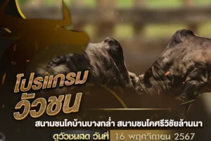 โปรแกรมวัวชน 16 พฤศจิกายน 2567