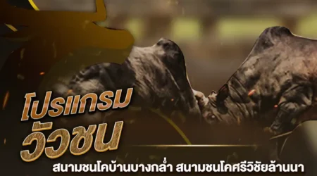 โปรแกรมวัวชน 16 พฤศจิกายน 2567