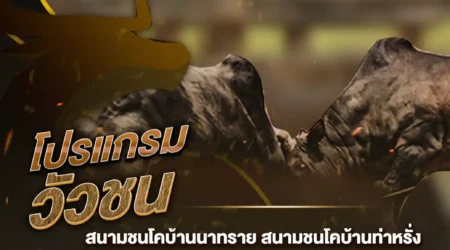 โปรแกรมวัวชน 17 พฤศจิกายน 2567