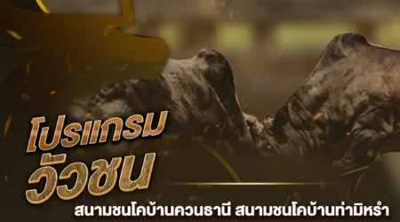 โปรแกรมวัวชน 20 พฤศจิกายน 2567