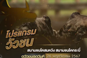 โปรแกรมวัวชน 26 พฤศจิกายน 2567