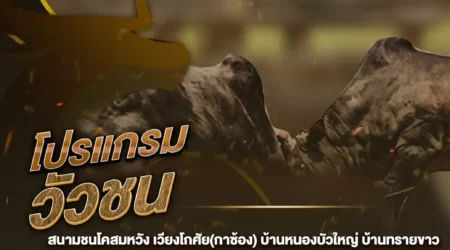 โปรแกรมวัวชน 27 พฤศจิกายน 2567