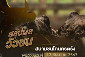 ผลวัวชน 13 ธันวาคม 2567