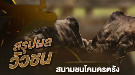 ผลวัวชน 13 ธันวาคม 2567