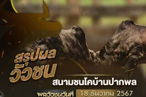 ผลวัวชน 18 ธันวาคม 2567