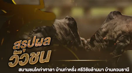 ผลวัวชน 22 ธันวาคม 2567