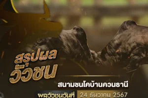 ผลวัวชน 24 ธันวาคม 2567