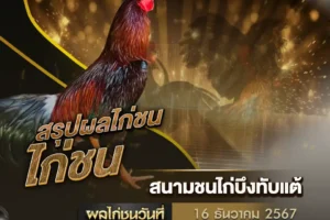 ผลไก่ชน 16 ธันวาคม 2567