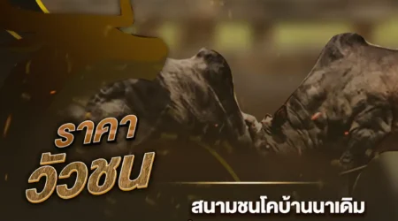 ราคาวัวชน 01 ธันวาคม 2567