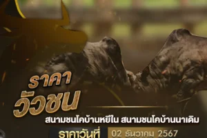 ราคาวัวชน 02 ธันวาคม 2567