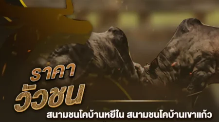 ราคาวัวชน 03 ธันวาคม 2567