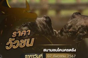 ราคาวัวชน 07 ธันวาคม 2567