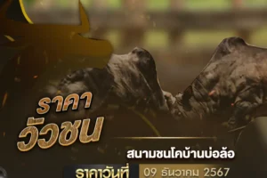 ราคาวัวชน 09 ธันวาคม 2567