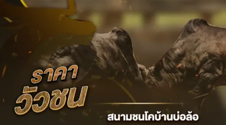 ราคาวัวชน 09 ธันวาคม 2567