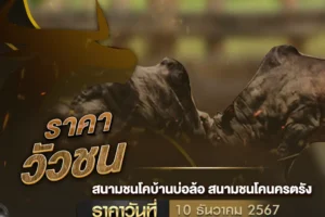 ราคาวัวชน 10 ธันวาคม 2567