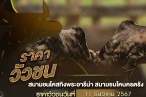 ราคาวัวชน 11 ธันวาคม 2567