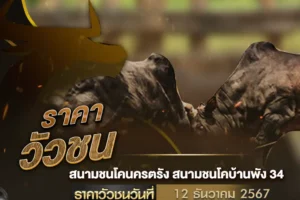 ราคาวัวชน 12 ธันวาคม 2567