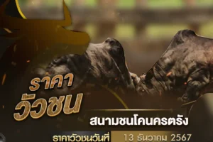 ราคาวัวชน 13 ธันวาคม 2567