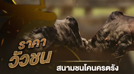 ราคาวัวชน 13 ธันวาคม 2567