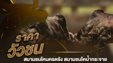 ราคาวัวชน 14 ธันวาคม 2567