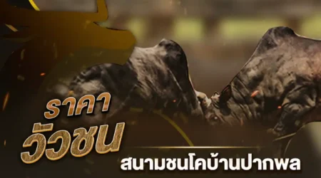 ราคาวัวชน 18 ธันวาคม 2567