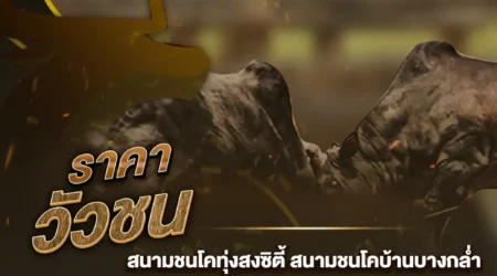 ราคาวัวชน 21 ธันวาคม 2567