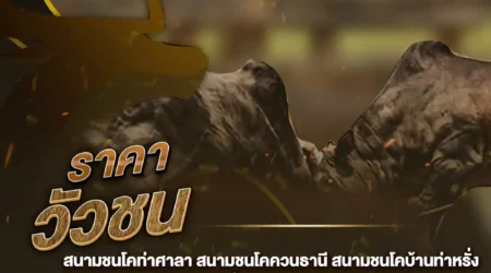 ราคาวัวชน 22 ธันวาคม 2567