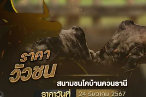 ราคาวัวชน 24 ธันวาคม 2567