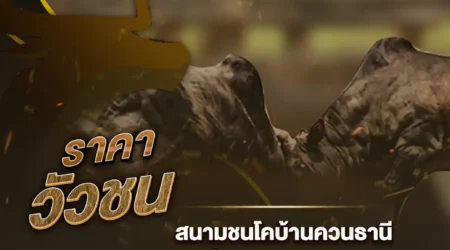 ราคาวัวชน 24 ธันวาคม 2567