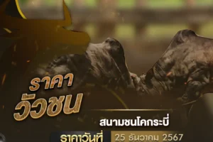 ราคาวัวชน 25 ธันวาคม 2567