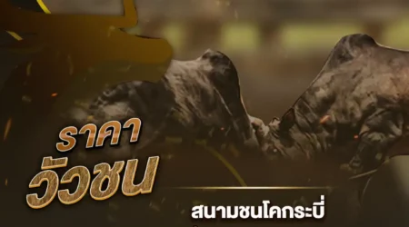 ราคาวัวชน 25 ธันวาคม 2567