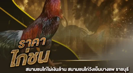 ราคาไก่ชน 08 ธันวาคม 2567