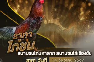 ราคาไก่ชน 14 ธันวาคม 2567