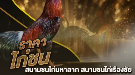 ราคาไก่ชน 14 ธันวาคม 2567