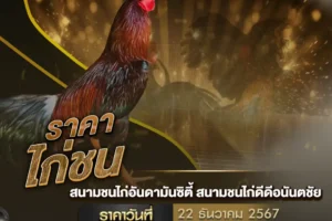 ราคาไก่ชน 22 ธันวาคม 2567