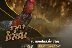 ราคาไก่ชน 29 ธันวาคม 2567